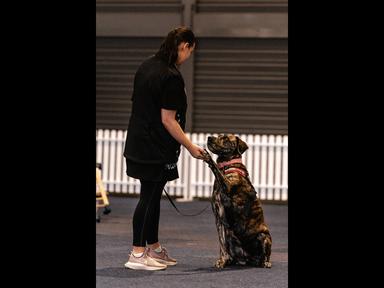 Proud pet parents prepare! Australia’s National Pet Show has confirmed it will be returning to the capital of Queensland on Saturday 22 and Sunday 23 of June at the Brisbane Convention & Exhibition Centre.