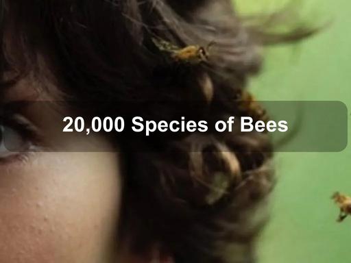 The NFSA marks IDAHOBIT (International Day Against Homophobia, Biphobia and Transphobia) with a screening of Spanish drama 20,000 Species of Bees: an intimate and considered portrait of childhood gender discovery