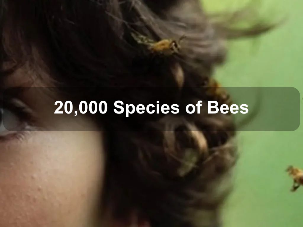 20,000 Species of Bees | IDAHOBIT screening 2024 | What's on in Acton