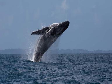 This whale watching season, watch the colossal Humpback Whales and Southern RIghts in their natural habitat from the comfort of a cruise.