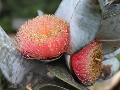 Eucalypts dominate much of the Australian landscape and are a key feature of our culture and identity. Each year Nationa...