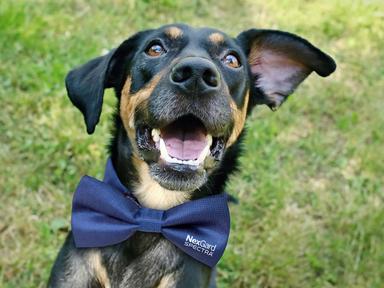 Calling all Perth dog lovers. NexGard SPECTRA® is hosting a next-level pup glow-up experience in Sir James Mitchell Park - where pampered pooches take centre stage for a morning of grooming, glamour and tail-wagging fun. Calling all Perth dog lovers. NexGard SPECTRA® is hosting a next-level pup glow-up experience in Sir James Mitchell Park - where pampered pooches take centre stage for a morning of grooming, glamour and tail-wagging fun.