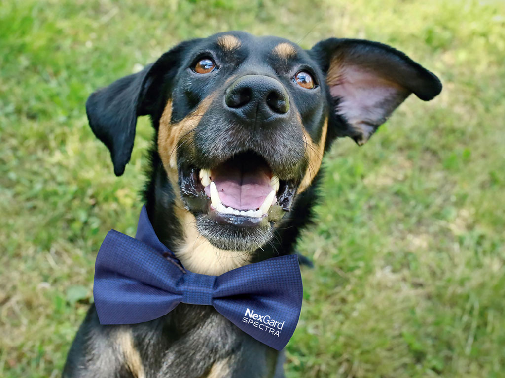 A Next-level Pup Glow-up 2026 | What's on in Perth