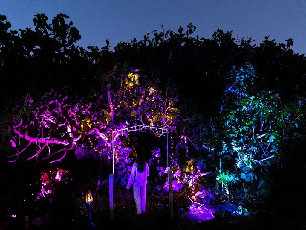 A Night Amongst The Stars - The Enchanted Fig Tree 2023 | What's on in Middle River