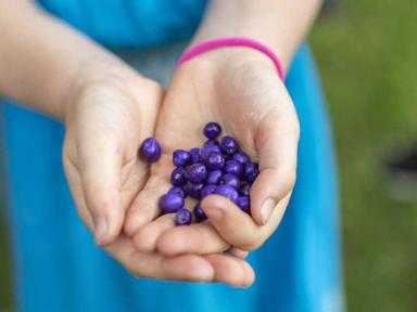 Accompanied by a First Nation guide- children will experience a taste sensation with Indigenous bush foods and ingredien...