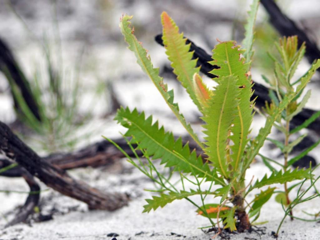 Aboriginal Planting Workshop 2022 | What's on in Sydney