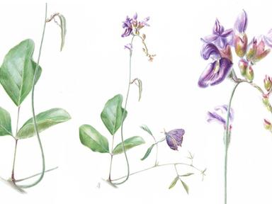 Join Anastasia Maximova in a two-day botanical workshop, where you'll create portraits of native plants.