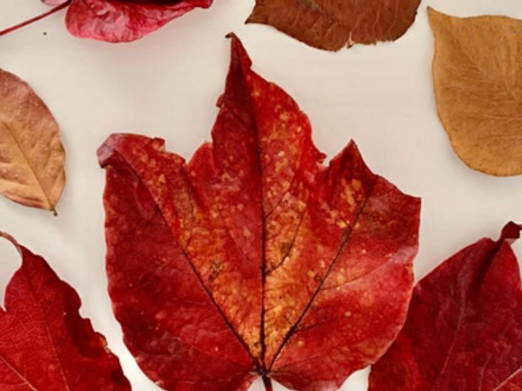 Art Therapy Workshop - An Ode to Autumn 2022 | What's on in Sydney