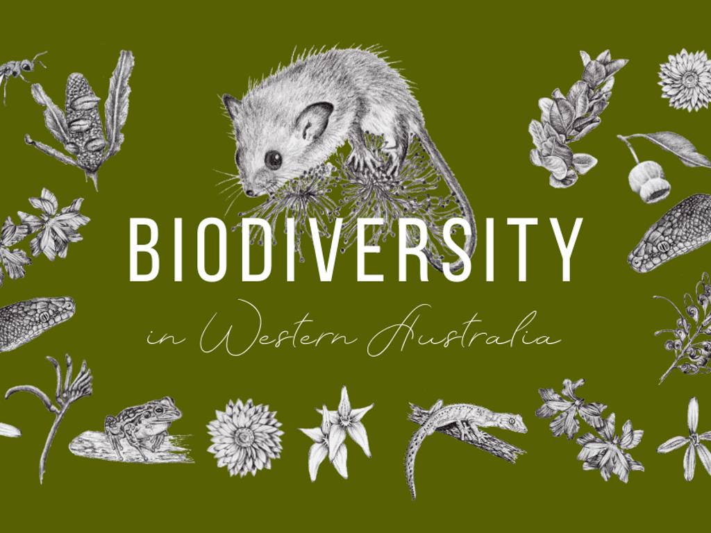 Art vs. EnviroScience: Biodiversity in WA 2020 | Perth