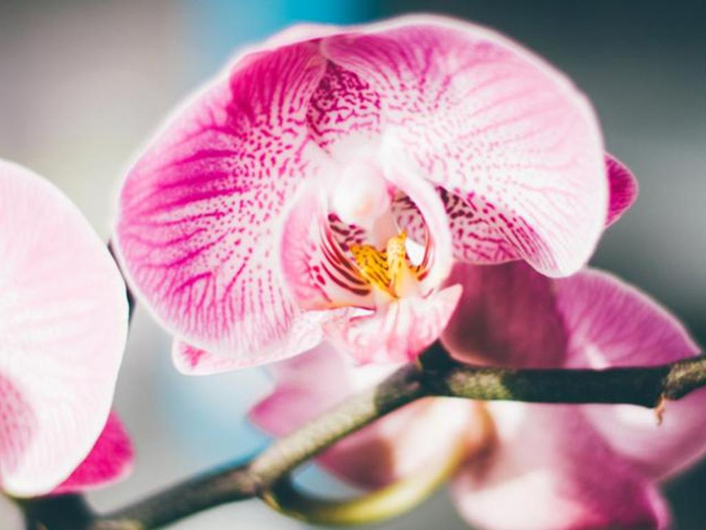 Aspley Orchid Society 2023 | Toowong