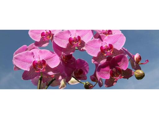 Display of flowering orchid plants, ferns and foliage. Plants for sale. All orchid growing requirements available for sa...