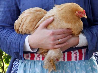 Backyard chickens are happiest when their needs are met: secure housing- space for natural behavior- good hygiene- activ...