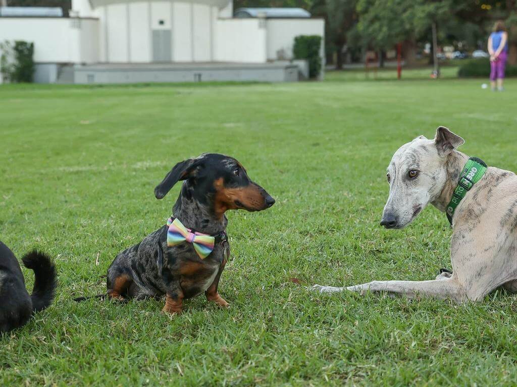 Bark in the Park 2022 | Sydney