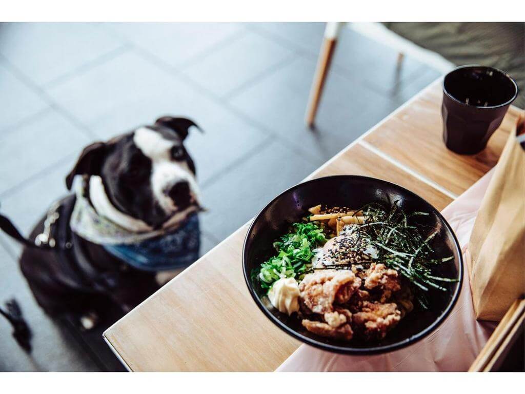 Barks And Bowls At Iiko Mazesoba 2024 | What's on in Darling Harbour