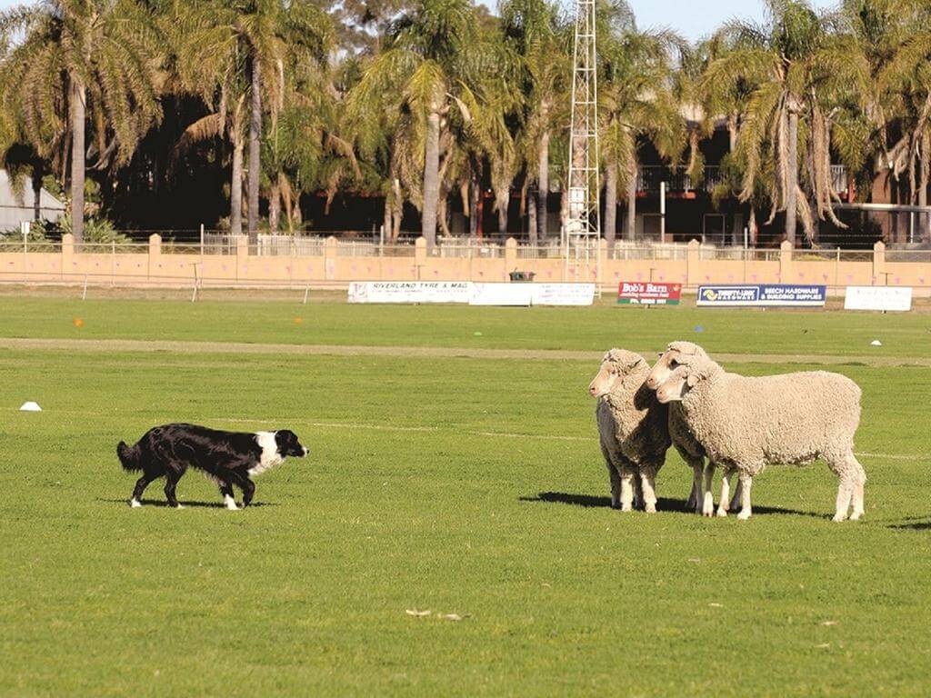 Barmera Sheep Dog Trial 2022 | What's on in Barmera