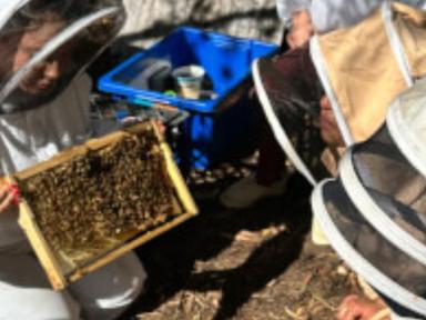 This class is great for anybody considering getting their own hive or for those who simply want to learn about bees firs...