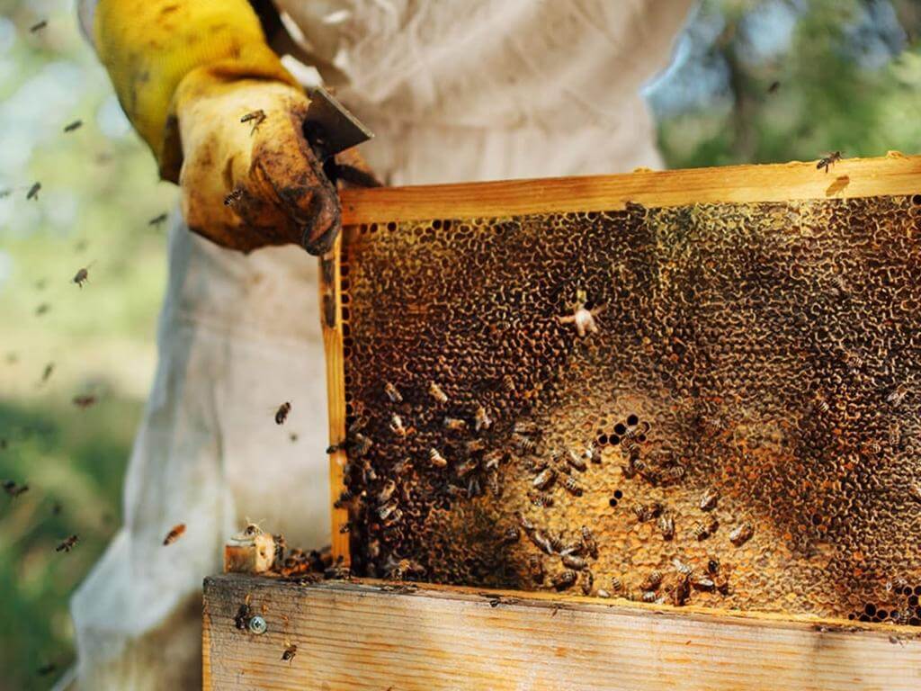 Beekeeping for beginners 2024 | Rozelle