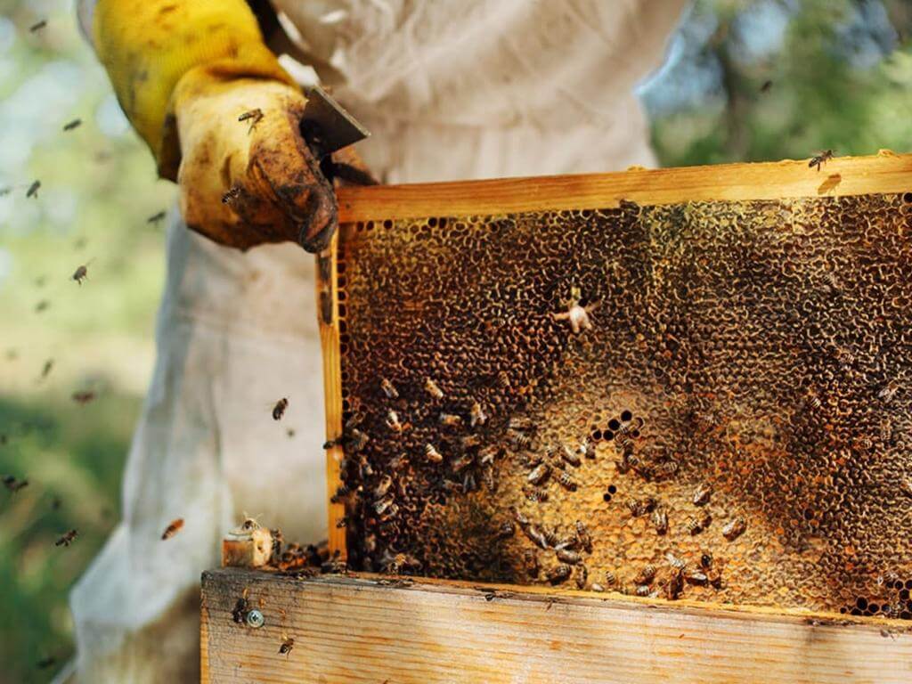 Beekeeping for beginners 2024 | What's on in Rozelle