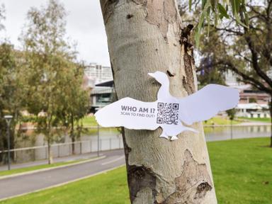 If you are walking around the city of Adelaide keep an eye out for our Bird Tags! Scattered across the city, our Bird Ta...