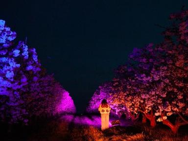 Get ready for an enchanting evening under the stars at Blossom by Light! Get ready for an enchanting evening under the stars at Blossom by Light!