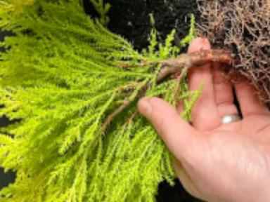 Learn how to make a DIY planted Bonsai (yours to keep), in this interesting, hands-on and easy plant workshop in Sydney....