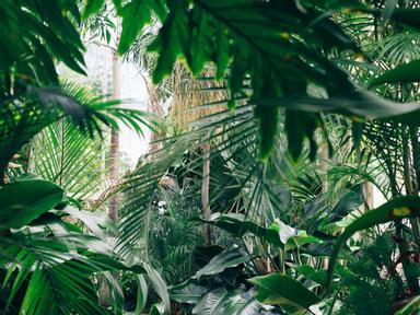 Uncover the best of Sydney's favourite garden on this cryptic, self-guided adventure