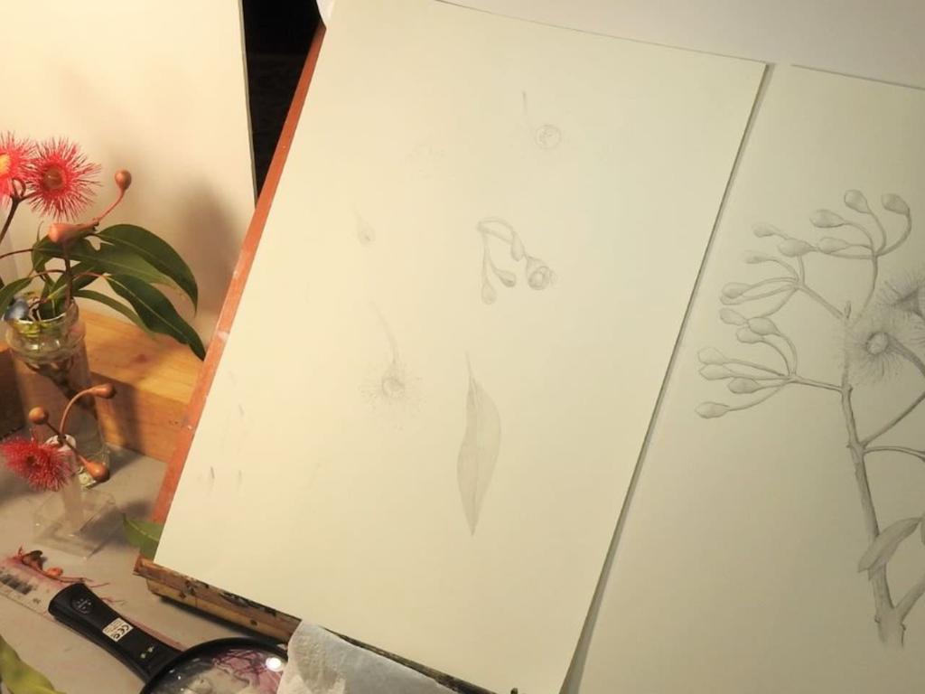 Botanical Focus: Intensive workshop with Beverley Allen 2026 | What's on in Sydney