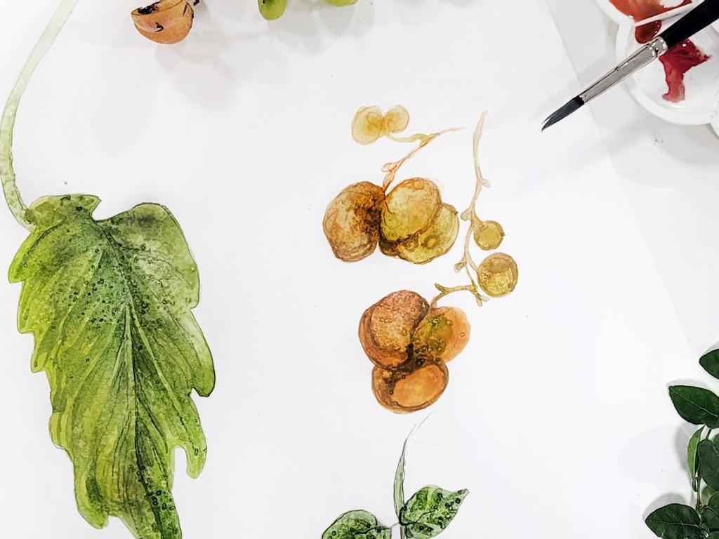 Botanical watercolour (Adults 16+ years) 2022 | What's on in Chippendale