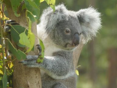 Join the first international Brisbane Biodiversity Forum, either online or in-person, for an informative evening, with our guest-speakers. Special guests from Brisbane’s sister city, Kobe,... Join the first international Brisbane Biodiversity Forum, either online or in-person, for an informative evening, with our guest-speakers. Special guests from Brisbane’s sister city, Kobe,...