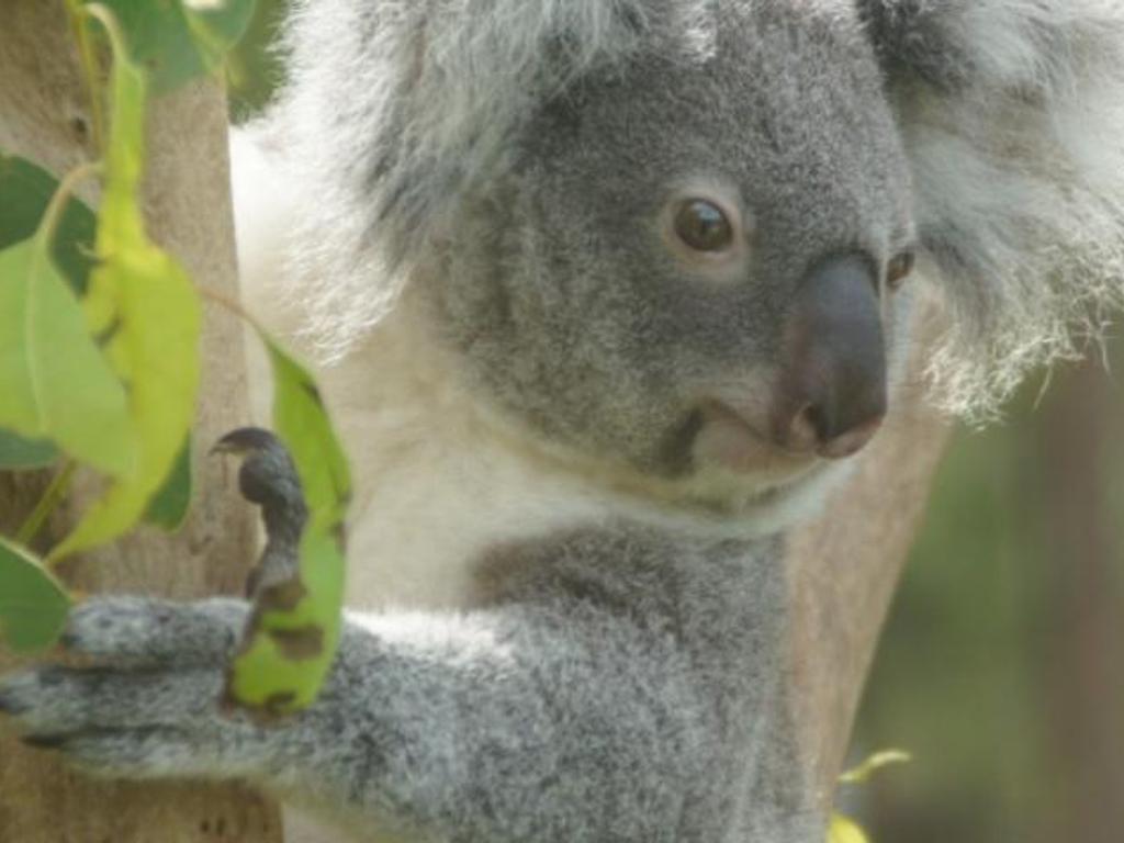 Brisbane biodiversity seminar: Koala conservation in action 2022 | Karawatha