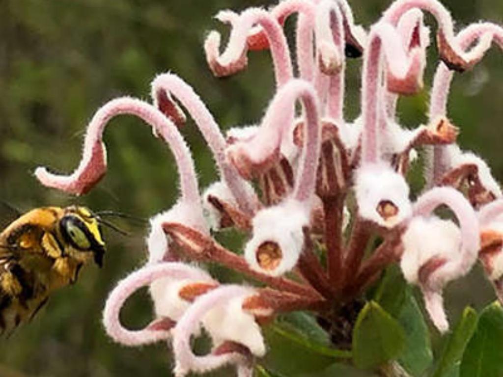 Building a bee habitat at home: Livestream session 2021 | Sydney