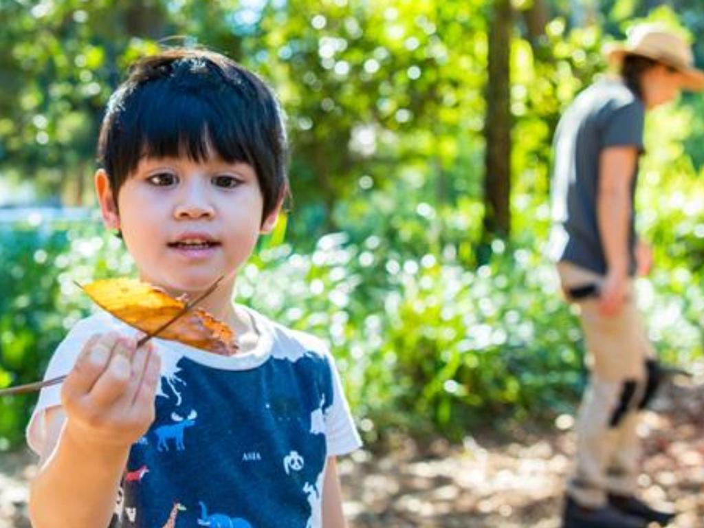 Bush School: (Re)connect children to nature 2022 | What's on in Centennial Park