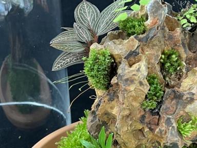 *** This event has been cancelled. *** Jewel in the Crown terrariums work on a unique system - similar to a diving bell ...
