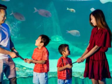 Celebrate the Year of the Horse this Lunar New Year at some of Sydney's favourite attractions - SEA LIFE Sydney Aquarium... Celebrate the Year of the Horse this Lunar New Year at some of Sydney's favourite attractions - SEA LIFE Sydney Aquarium...