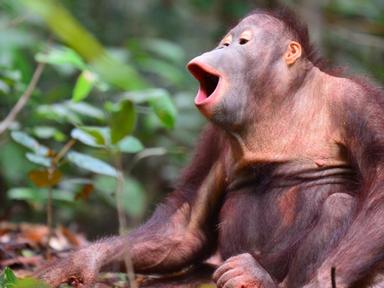 The Orangutan Project gets Sydney smilingThe Orangutan Project has partnered with Comedy for a Cause to raise much neede...