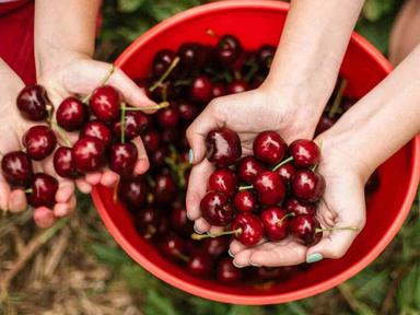 Every year, from early November through to early January, we open the gates to our two Yarra Valley orchards for the public to pick their own cherries fresh from the tre