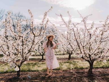 Every year, we open our cherry orchard when our trees are in full bloom, showcasing the stunning white blossoms.