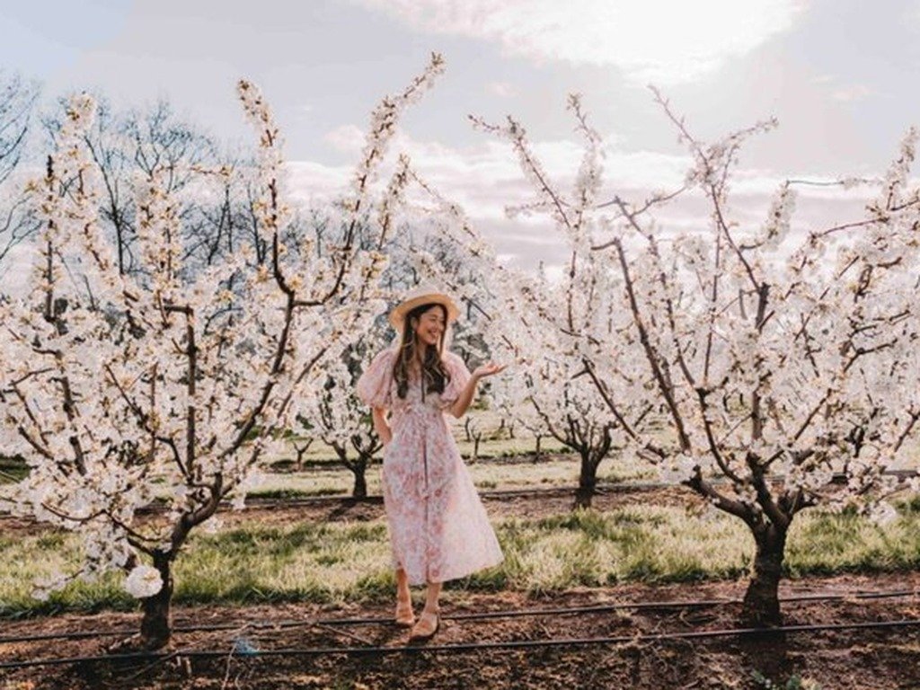 CherryHill Blossom Festival 2025 @ Wandin | What's on in Wandin
