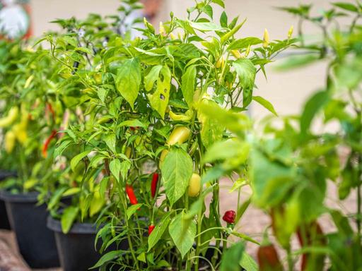 All things chilli in Willunga. Chilli plants and produce, chilli foods and cooking demonstrations plus chill-related mer...