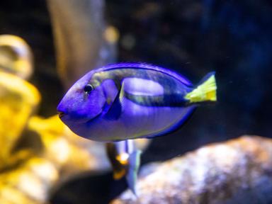 Colourful Creatures At Sea Life Sydney Aquarium 2022