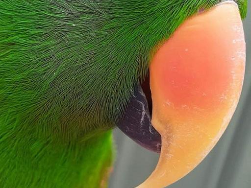 Get up close and personal to animals that normally live in the wild.Come and see Louise and Al and their furry, scaly an...