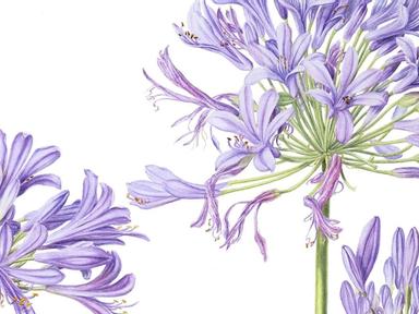 Join this 4-day contemporary botanic art class with multi-award-winning artist Beverly Allen.Working with one plant subj...