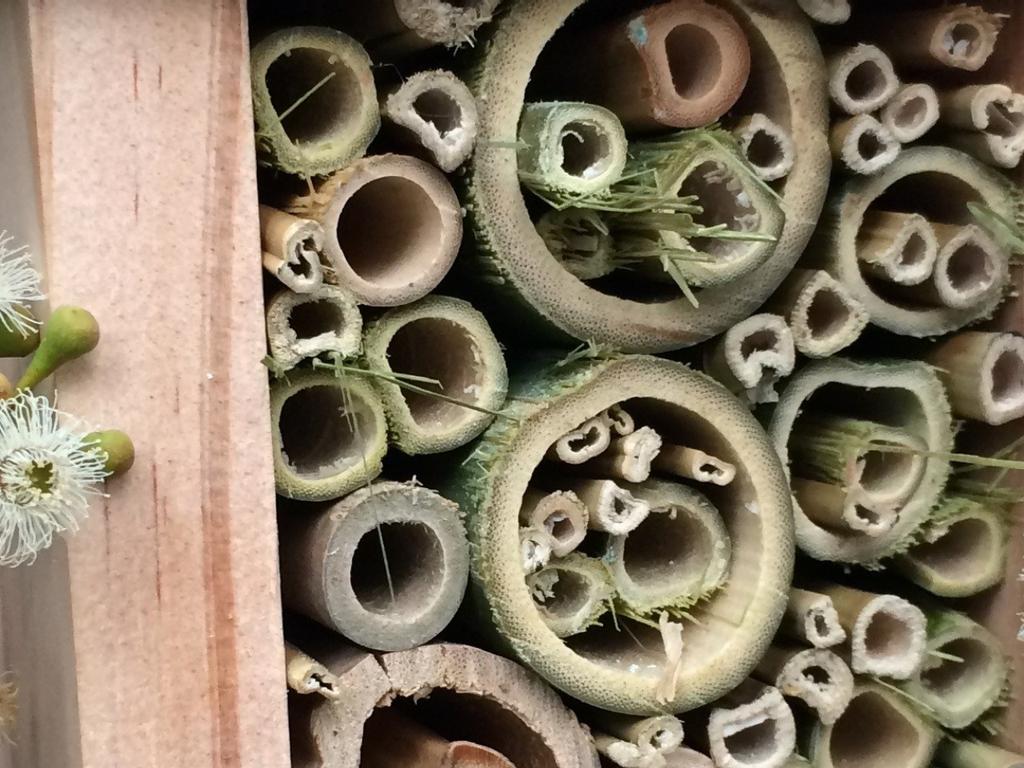 Create a bee hotel 2021 | What's on in Sydney