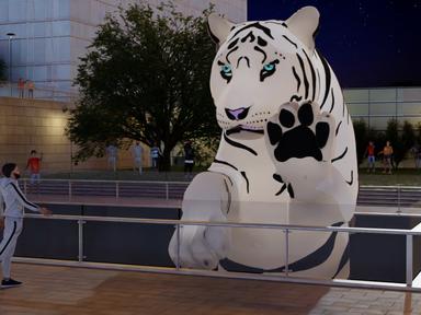 To bring in the Lunar New Year of the Tiger, Amigo & Amigo present the sculpture Curious Tiger, a giant white tiger mum ...