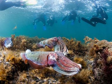 Jump in and swim with giant cuttlefish during the largest gathering of these magnificent creatures in the  world. (as se...