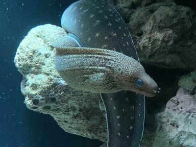 Dangerous & Deadly At Sea Life Sydney Aquarium 2022