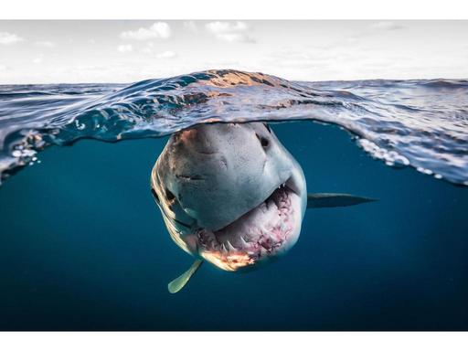 Date With A Wildlife Photographer! 2025