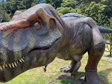 DinoFest is an exciting, educational outdoor event which specialises in Tyrannosaurs.