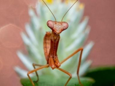 Bridgette's exhibition Disco bugs explores the miniature world of insects and spiders. In this session she will share wi...