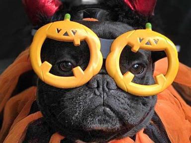 PetO is hosting a FREE Trick or Treat Halloween weekend and you and your furry friend are invited!Get Ready! Put on your...